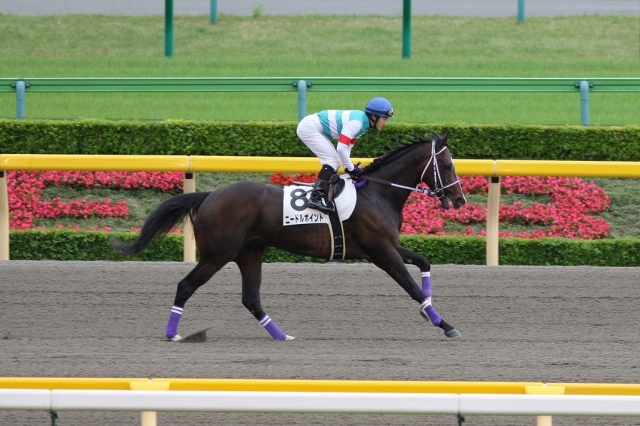 2008/05/04 東京12Ｒ ４歳上1000万下 ニードルポイント