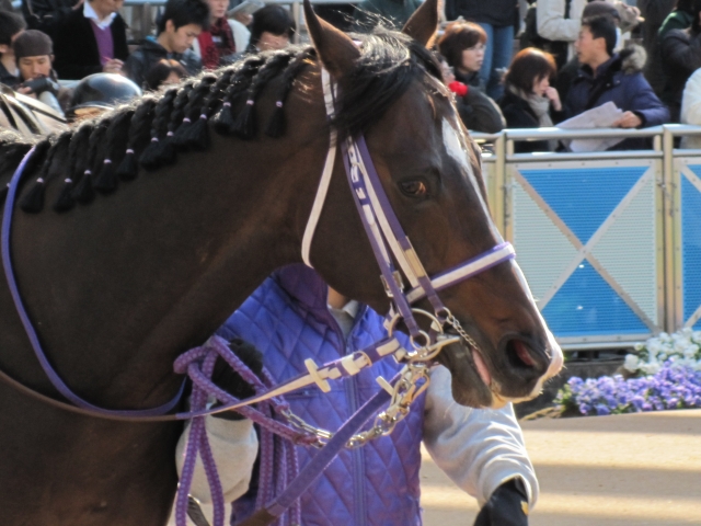 富里特別パドック ニードルポイント