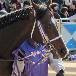 富里特別パドック