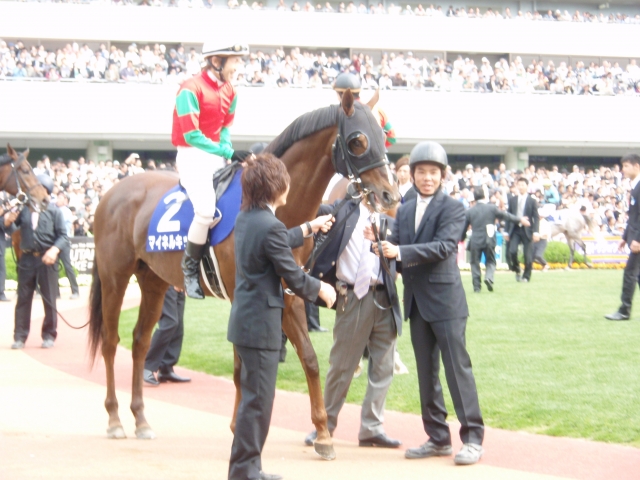 天皇賞春パドック（２） マイネルキッツ