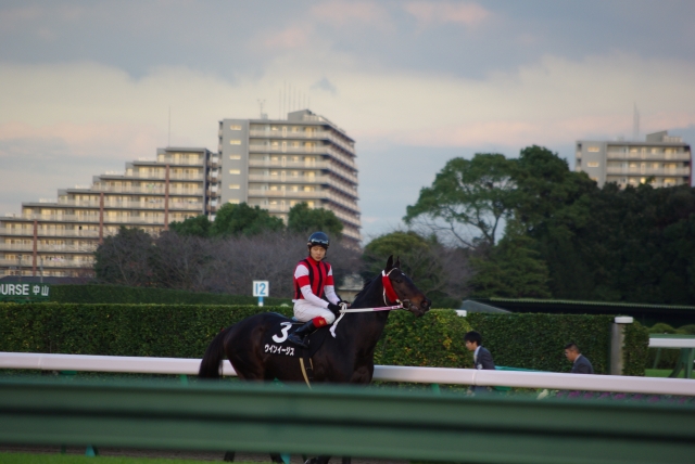 12.6市川S　返し馬 ウインイージス