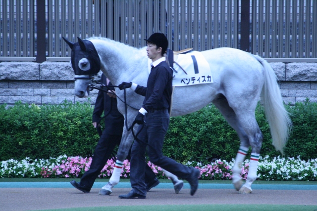 東京１２Ｒ（１０００万下）のパドック ベンティスカ