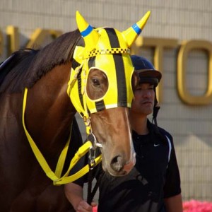 長岡京ステークス・芝1400m パドック