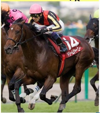神戸新聞杯 ドリームジャーニー