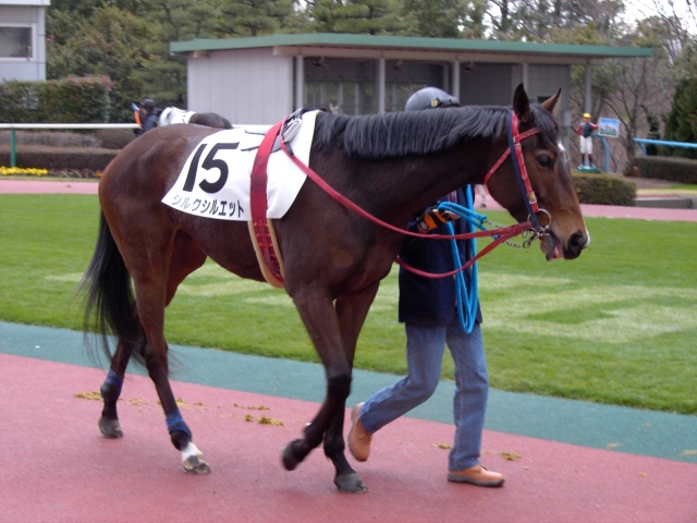 ３／１２中京競馬場 シルクシルエット