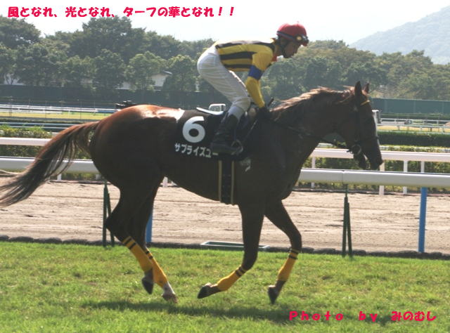 国東特別（小倉８Ｒ）の本馬場入場（返し馬） サプライズユー