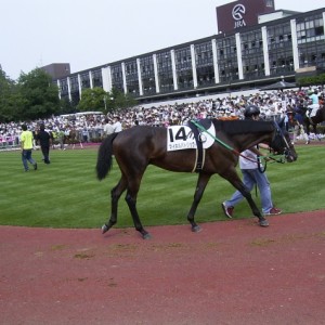 復帰戦　鞍上は岩田
