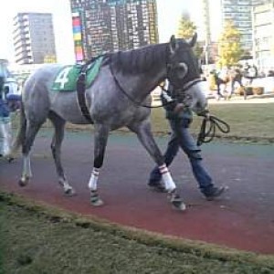 川崎競馬場
