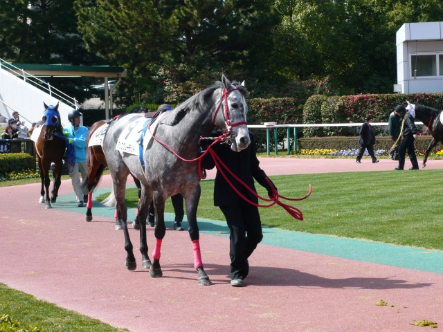 中京競馬場のパドック（１） アップグレーデッド