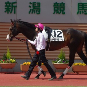 2010年5月1日新潟競馬場　4歳以上500万