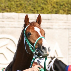 20070203新馬戦