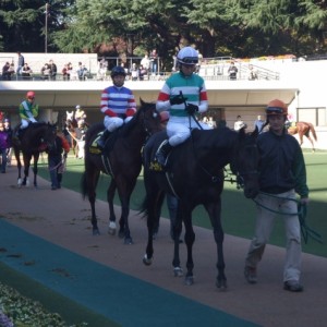 未勝利戦パドック