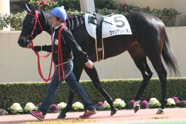 ２００９年２月１４日小倉５Ｒ ヴァリアントレディ