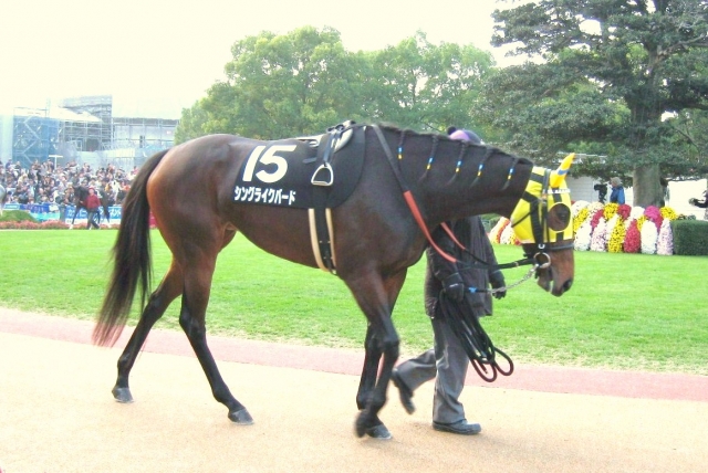2008-11-23八瀬特別パドック シングライクバード