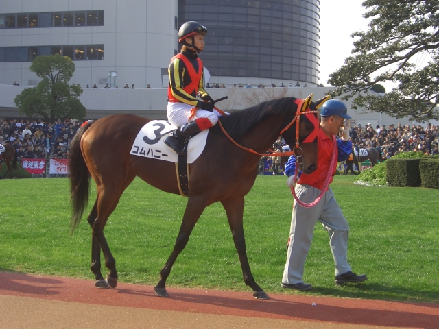 新馬戦パドック コムハニー