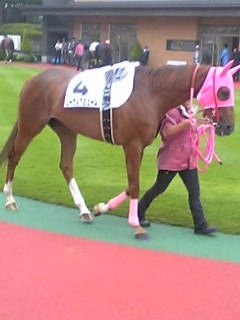 パドック リーガルアミューズ