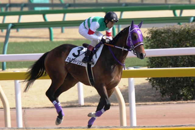 ４歳500万下　ダ1600ｍ　返し馬 マルチメトリック