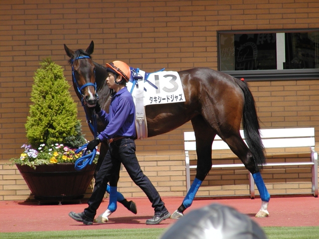 新潟・３歳未勝利戦パドック（２００８.５.４） タキシードジャズ
