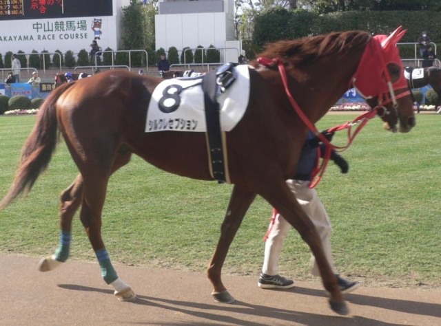 中山競馬場　　 シルクレセプション