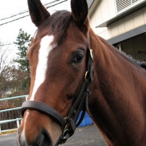 グリーンウッド在厩