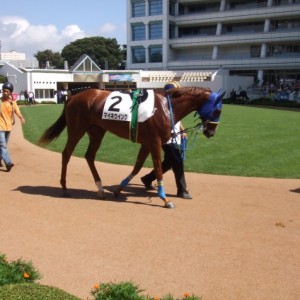 H19/9/9中山2R未勝利（3戦目のパドック）②