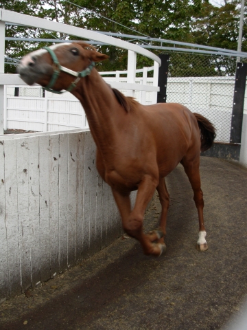 真歌02 マイネウインク