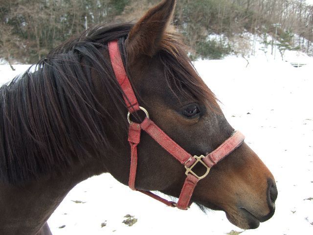 2009年2月BRF浦和で放牧中のレーツェル マイネレーツェル