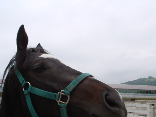 2007年ラフィアンツアーにて マイネソシオ