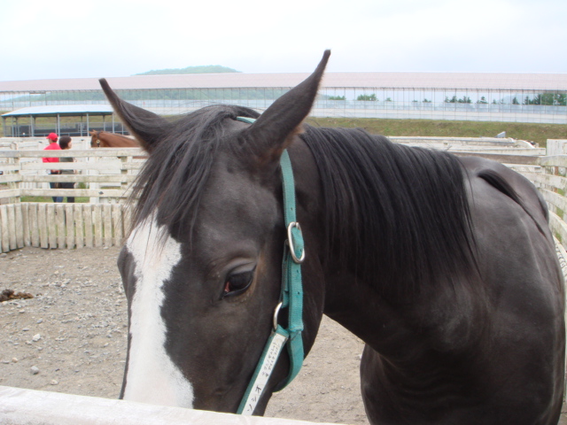 2007年ラフィアンツアーにて マイネソシオ