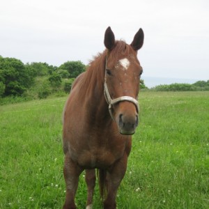 ＣＶＦ放牧地①