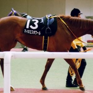 うずしおＳパドック