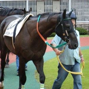 2009/09/13新潟500万芝1800パドックその3