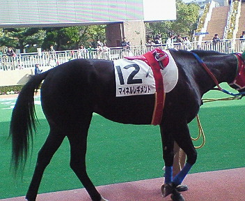2009/02/08小倉4歳上500万下パドックその1 マイネルレギメント
