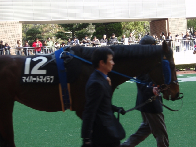小倉・くすのき賞パドック マイハートマイラブ