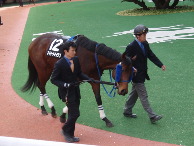 小倉・くすのき賞パドック マイハートマイラブ