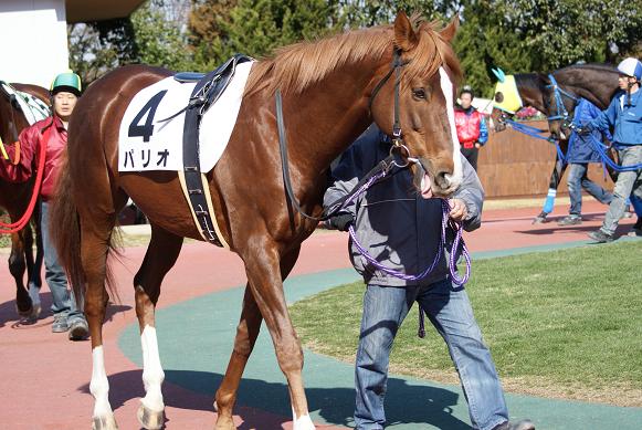 中京にて（２／１４）⑤ パリオ