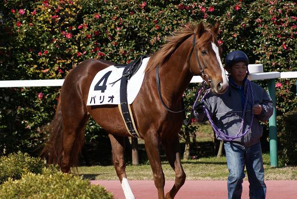 中京にて（２／１４）⑥ パリオ