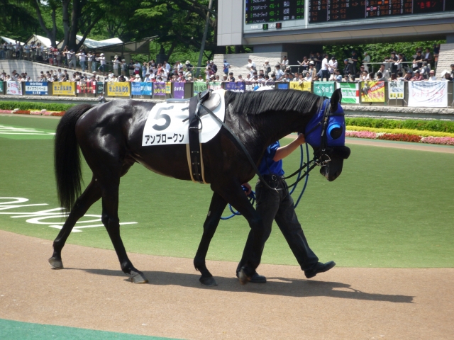 ２回 東京 ６日 ６Ｒパドック アンブロークン