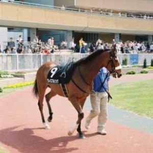 新潟二王子特別パドック！今日は勝ちます！