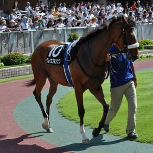 2010.7.17新潟10R五頭連峰特別　パドック