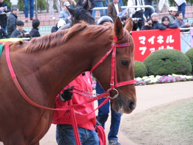1/20 京成杯　パッドック プラチナメーン