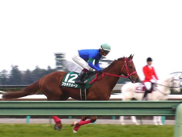 京成杯返し馬 プラチナメーン