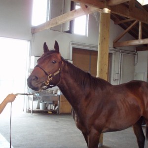 早来ファーム（育成場）