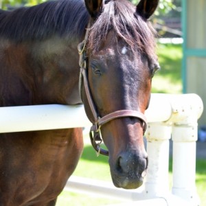 2011年9月10日　中山競馬場