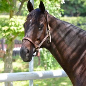 2011年9月10日　中山競馬場