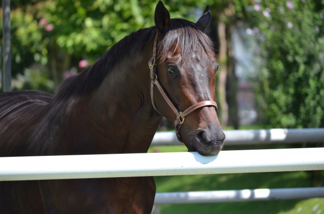 2011年9月10日　中山競馬場 マイネルチャールズ