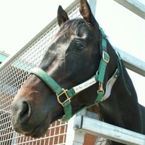 皐月賞直前　鉾田TCにて