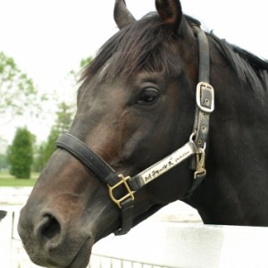 ビッグレッドファーム明和にて