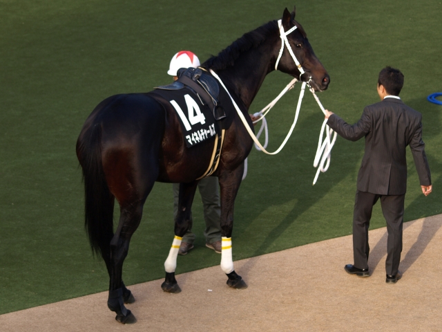 アイルランドトロフィー　パドック マイネルチャールズ