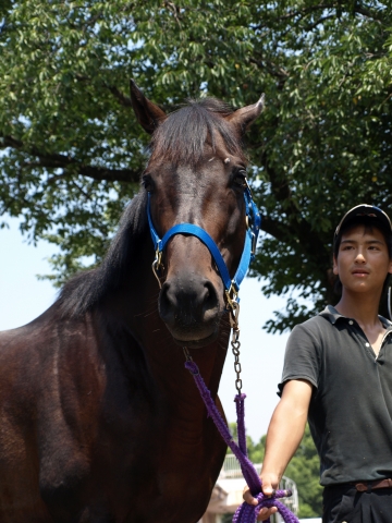 中山競馬場乗馬センターにて マイネルチャールズ
